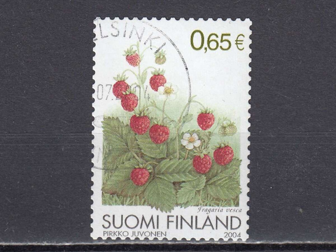 2004 Lape 1698 Marjoja - Ahomansikka