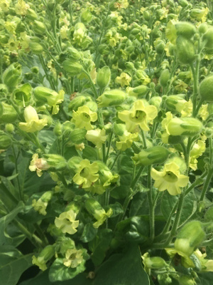 Kessu (Nicotiana rustica), siemeniä 100 kpl