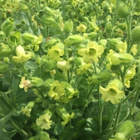 Kessu (Nicotiana rustica), siemeniä 100 kpl - pikkukuva 1
