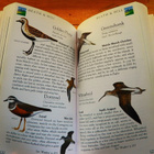 Valerie Thom : SCOTTISH BIRDS - collins bird books - pikkukuva 2