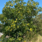 Saarni (Fraxinus excelsior), siemeniä 40 kpl - pikkukuva 2