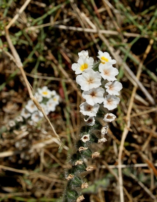 Heliotrooppi (Heliotropium hirsutissimum), siemeniä 50 kpl