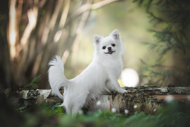 CHIHUAHUA *UUSI KORTTI*