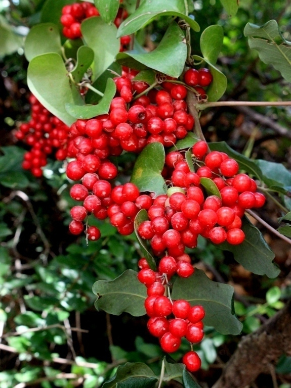Piikkisarsaparilla (Smilax aspera), siemeniä 20 kpl