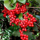 Piikkisarsaparilla (Smilax aspera), siemeniä 20 kpl - pikkukuva 1