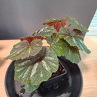 Begonia U168 - pikkukuva 3