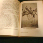 J.H. Fabre: MUISTELMIA HYÖNTEISMAAILMASTA (1965) Sis.pk:t - pikkukuva 5