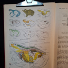 Storer - Usinger: General Zoology -kirja - pikkukuva 2