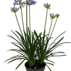 Sinisarja (Agapanthus) iso jakotaimi - pikkukuva 2