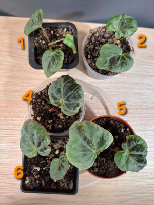 Begonia Burkilii Silver Edge 6kpl
