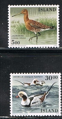 Islanti 1988 - Lintuja (2) ++