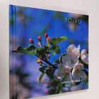 Toivo : onnea etsimässä - pikkukuva 1
