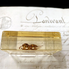 Natura Obscura – Entomologinen näyte no. 339 - pikkukuva 2
