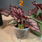 Begonian taimia - pikkukuva 3